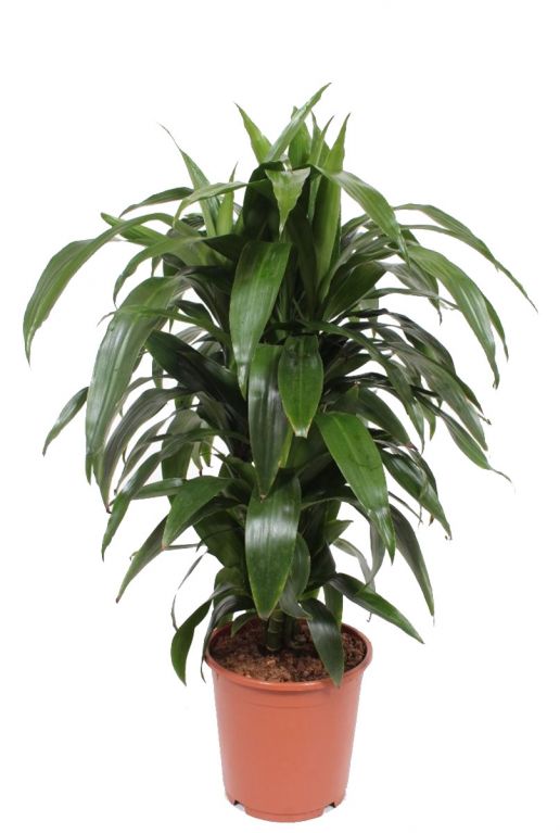 Dracaena janet craig plant 5