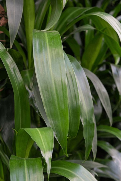 Dracaena janet lind kamerplant 1