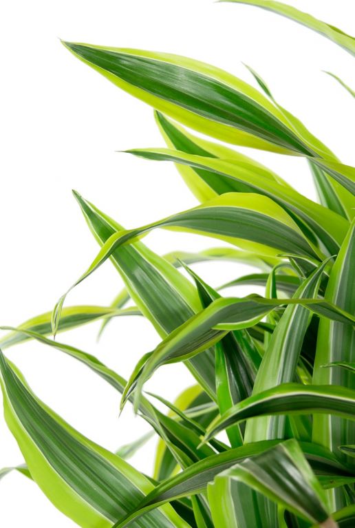 Dracaena lemon lime leaves 