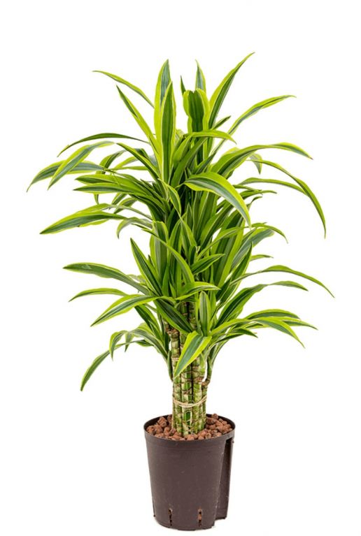 Dracaena lemon lime hydro 1
