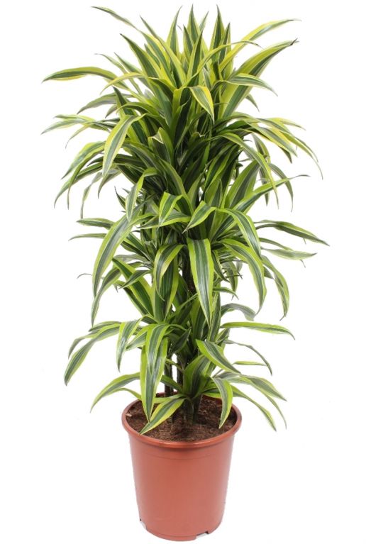 Dracaena lemon lime pot27