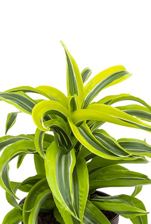 Dracaena lemon surprise kamerplant