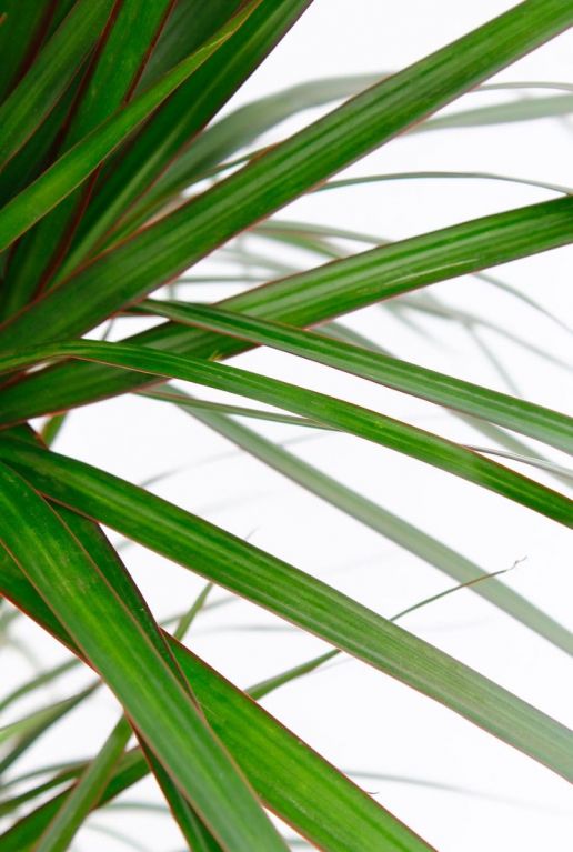 Dracaena marginata blad 
