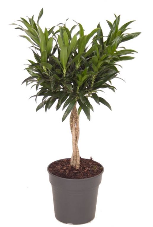 Dracaena reflexa op stam