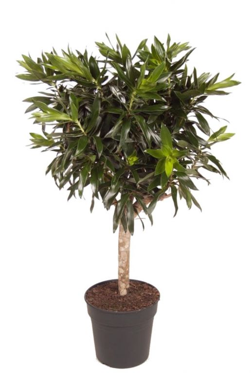 Dracaena reflexa plant boom