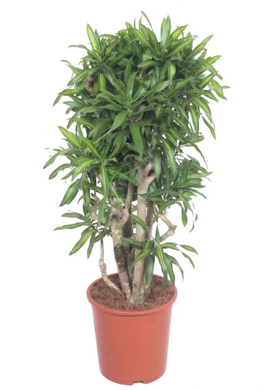 Dracaena reflexa song of jamaica 1 1