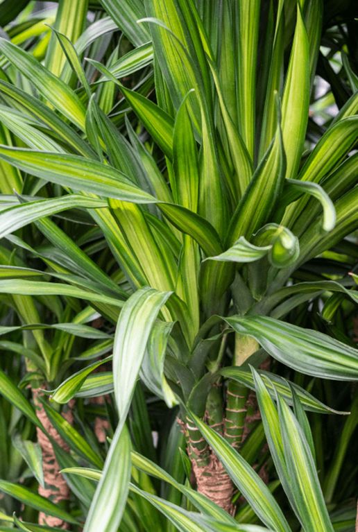 Dracaena riki blad 3