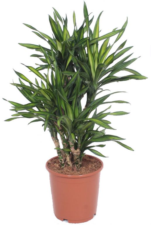 Dracaena riki planten 1