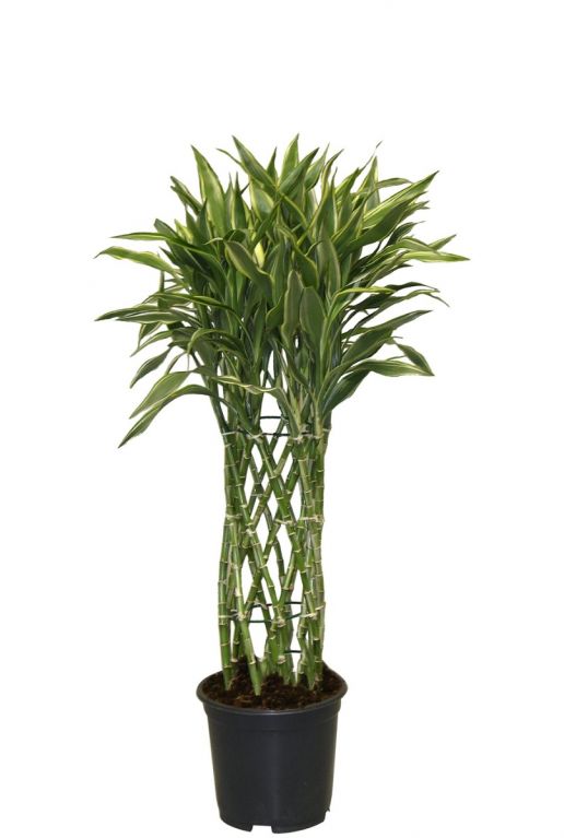 Dracaena sandriana white kamerplant
