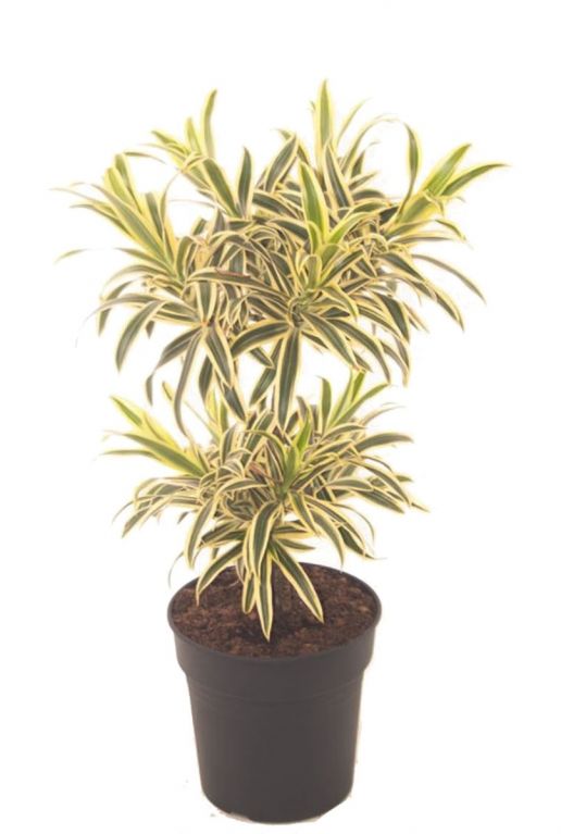 Dracaena song of india kamerplant