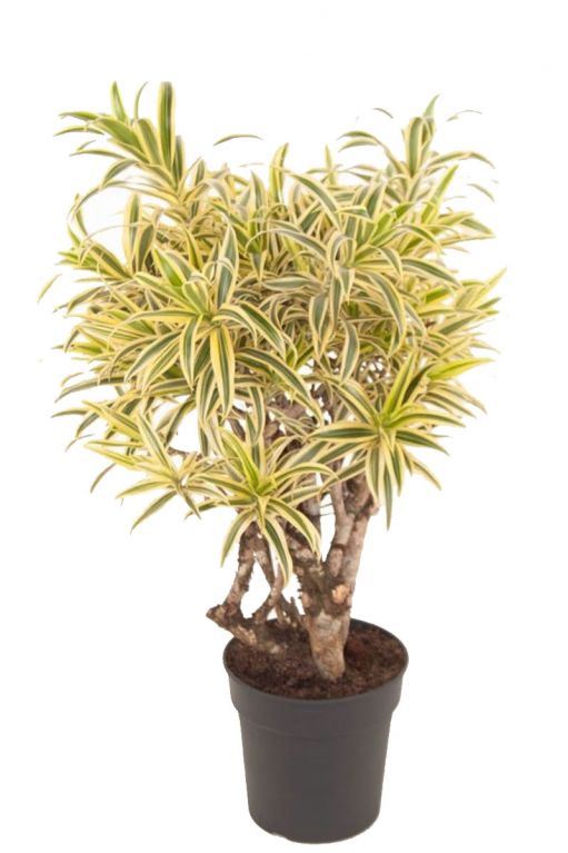 Dracaena song of india kamerplant 1