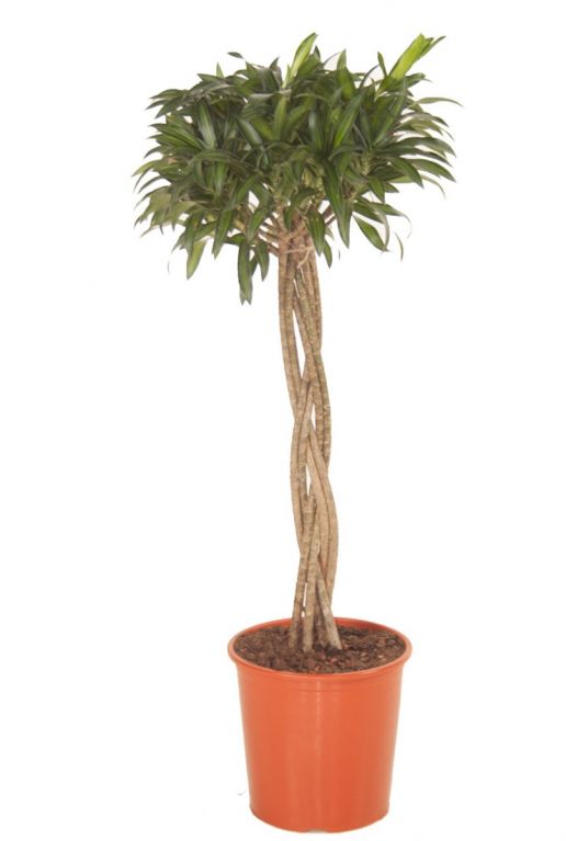 Dracaena reflexa Song of Jamaica