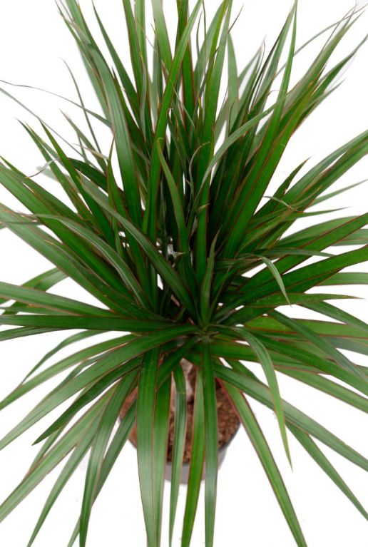 Dracaena Marginata