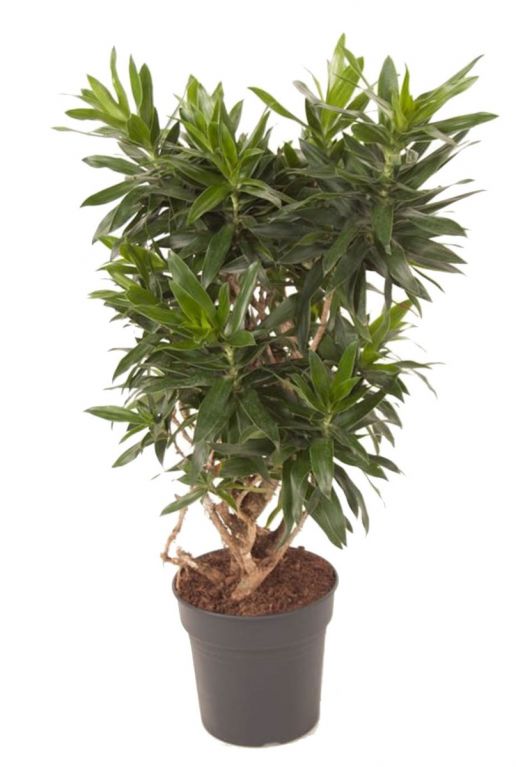 Dracaena reflexa kamerplant