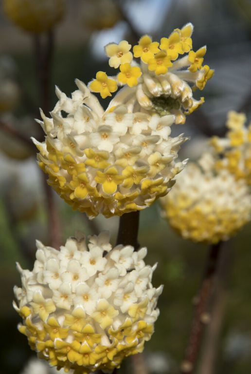Edgeworthia chrysantha grandiflora volgroeit