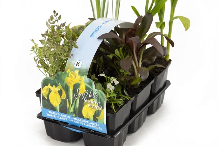 Plantes aquatiques indigènes en pack de six