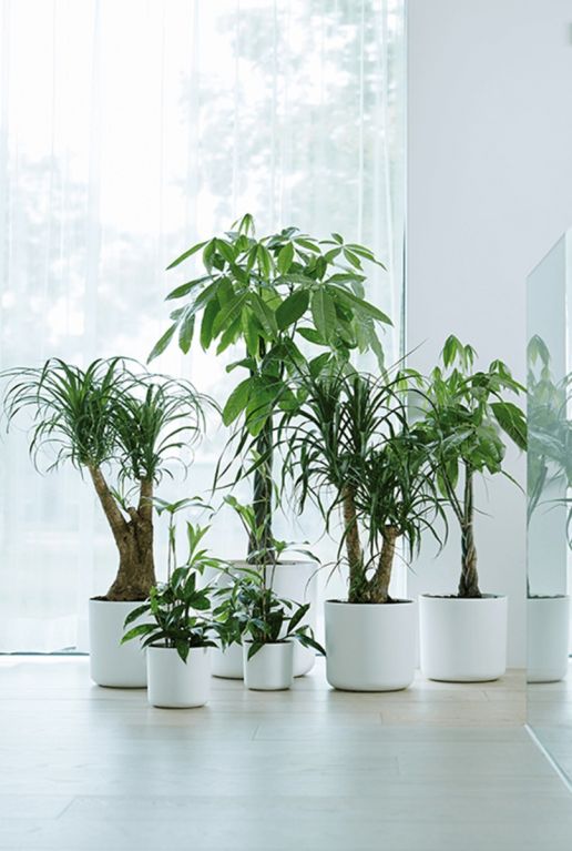 Elho plantenbakken wit 2