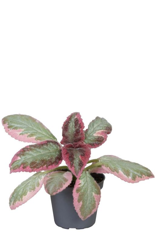 Episcia pink brocade p6