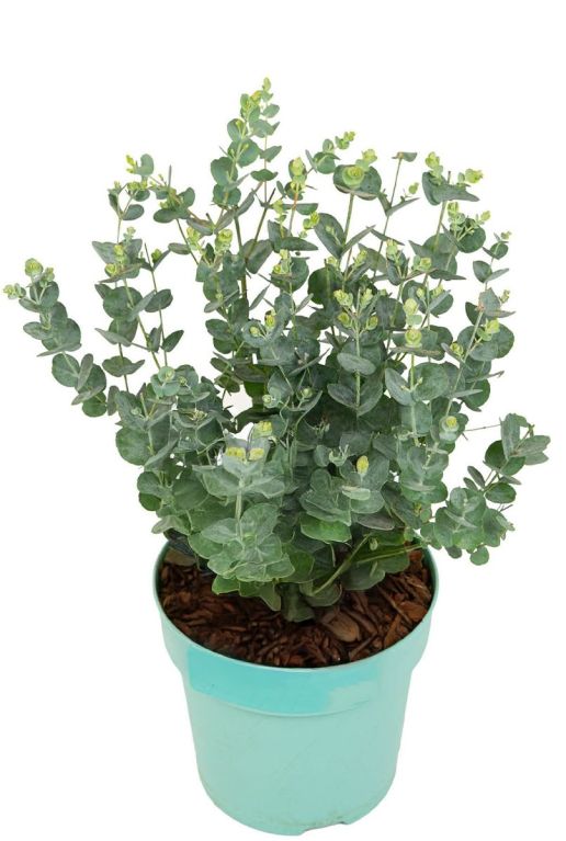 Eucalyptus gunnii azura p15