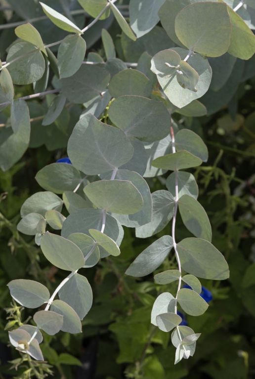 Eucalyptus gunnii azura plante de jardin p15