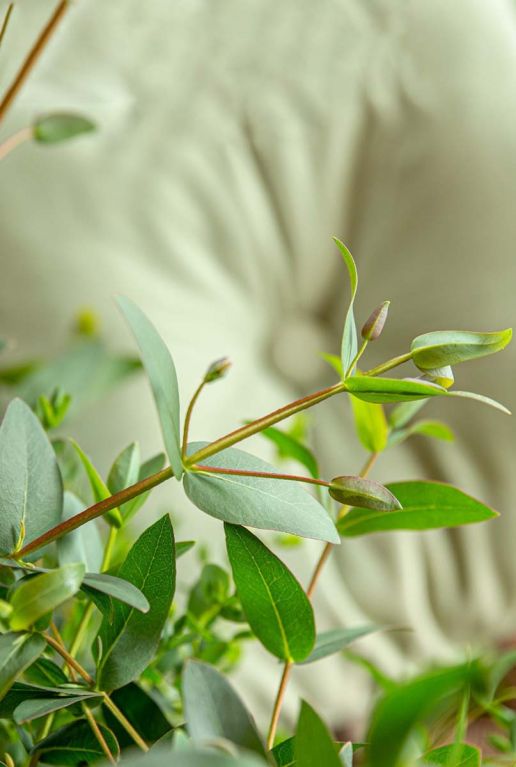 Eucalyptus parvifolia oliva plante de jardin
