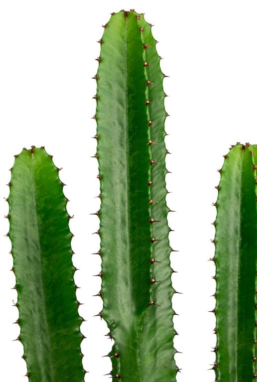 Euphorbia cactus 