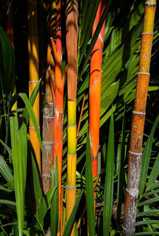 Fargesia jiuzhaigou plante de jardin