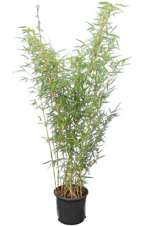 Fargesia robusta campbell bamboo p28 2