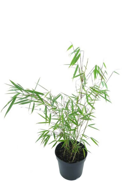 Fargesia robusta campbell planten