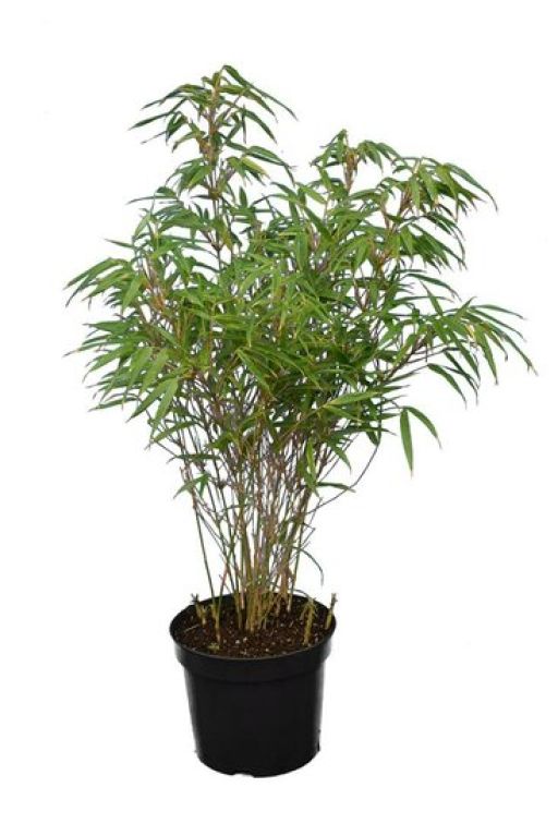 Fargesia rufa bamboo p22 plant
