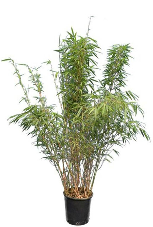 Fargesia rufa p28 bamboo 1