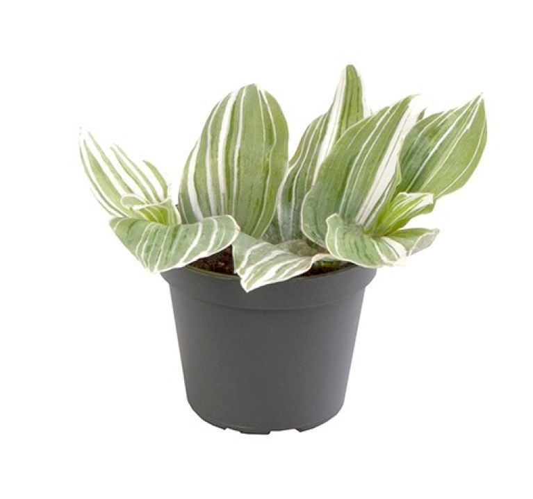 Epipremnum Pinnatum Global Green