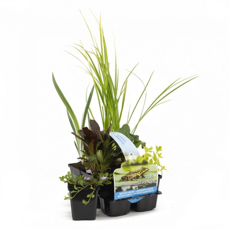  Plantes aquatiques purifiantes en pack de six