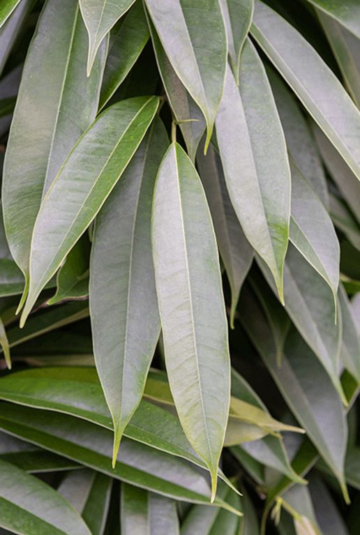 Ficus amstel king blad 1 4