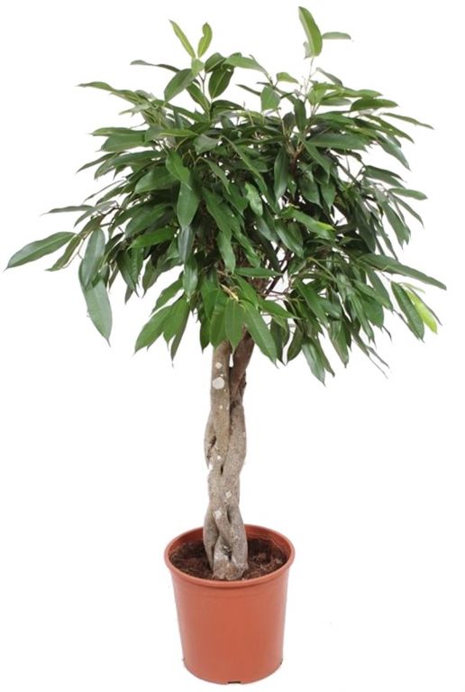 Ficus amstel king boom