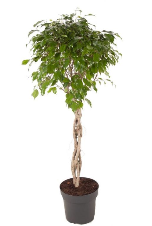 Ficus benjamina exotica plant