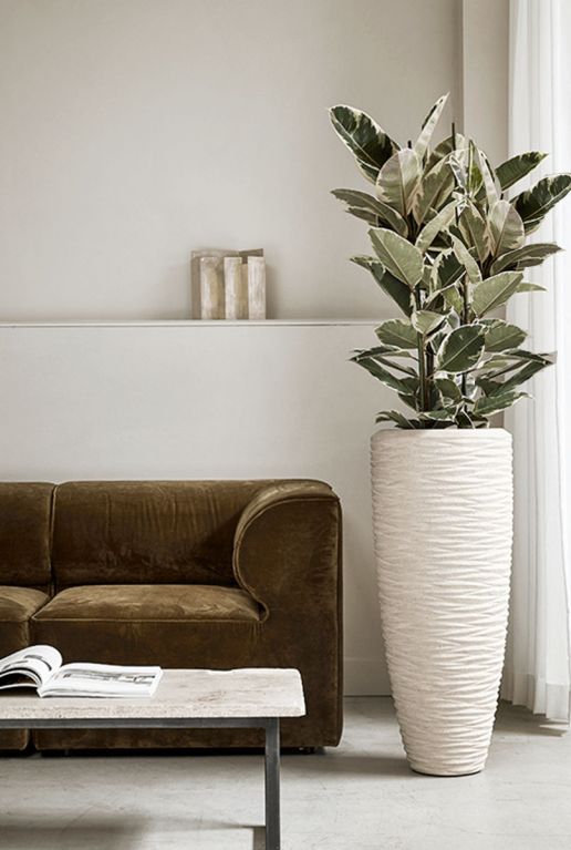 Ficus elastica tineke 1 1