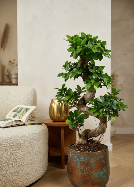Ficus Ginseng Bonsai