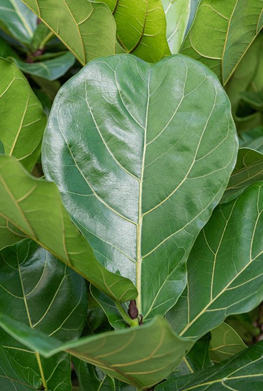 Feuille de Ficus lyrata 