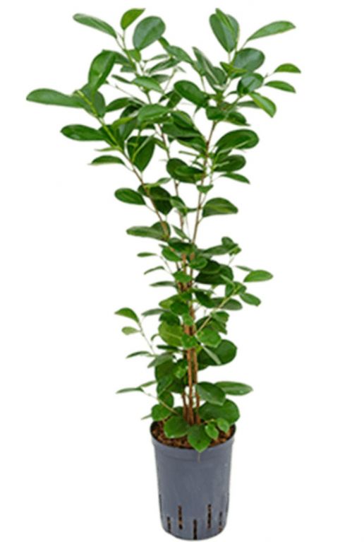 Ficus moclame hydrocultuur