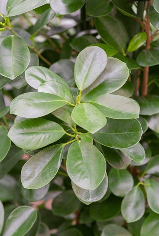 Ficus moclame kamerplant 1