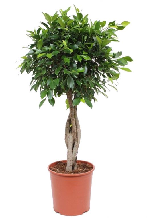 Ficus nitida geflochtener stamm