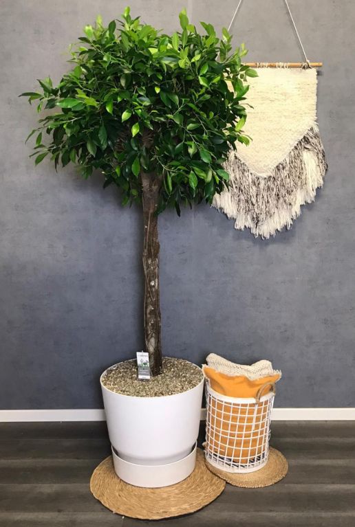 Ficus nitida kamerplant 1 2 1