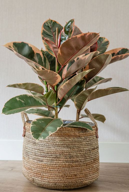 Monstera Siltepecana