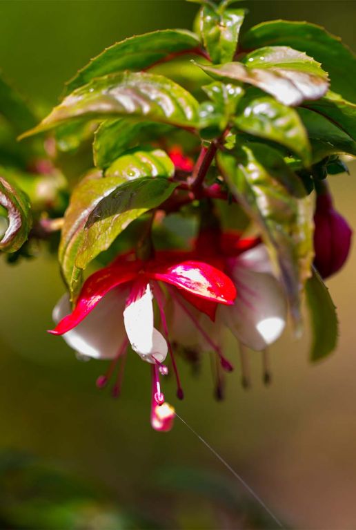 Fuchsia madame cornelissen plante de jardin