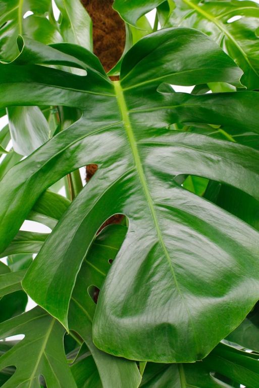 Grandes feuilles vertes de la plante trouée