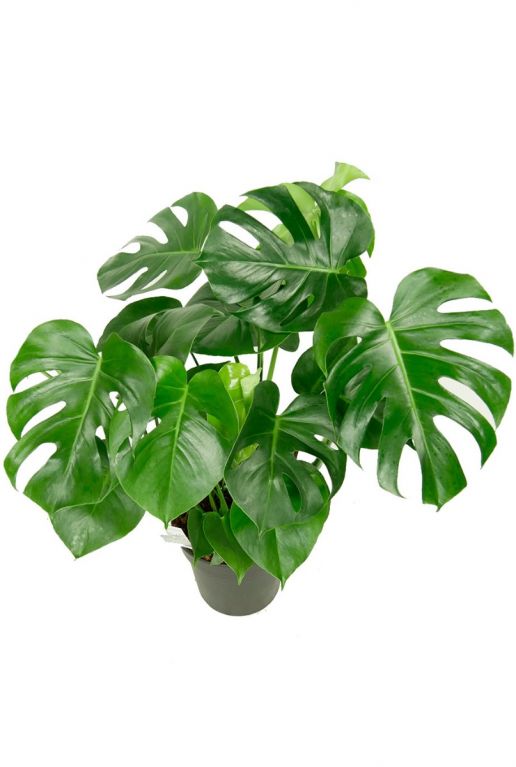 Gatenplant kamerplant