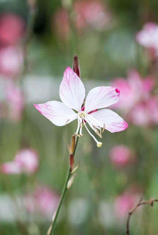 Gaura lindheimeri p9