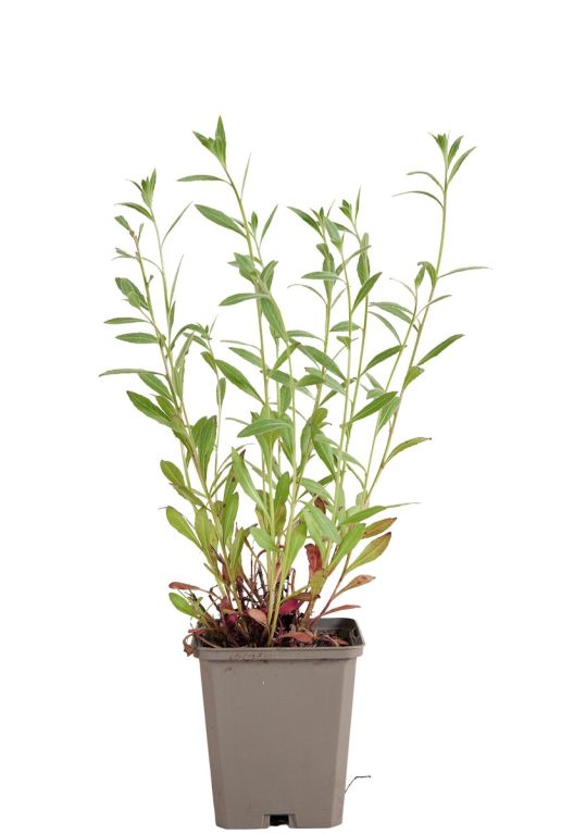 Gaura lindheimeri pot9