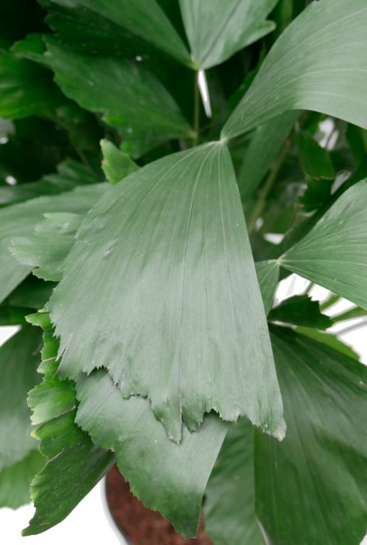Groen vissenstaart blad 